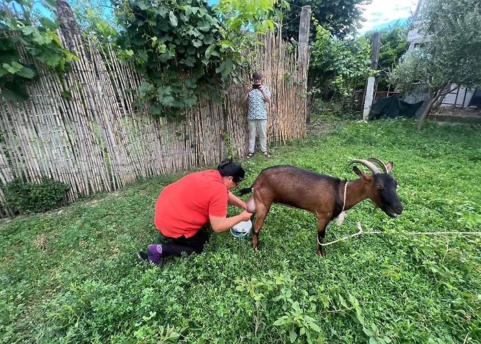 Backpacker 旅馆 爱尔巴桑