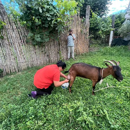 Backpacker Albergue Elbasan
