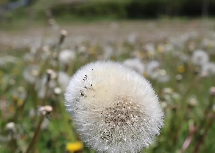 Backpacker 호스텔